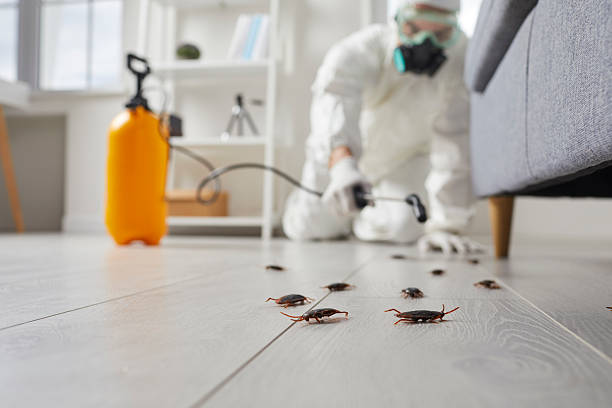Affordable Termite Control solutions in Minier, IL